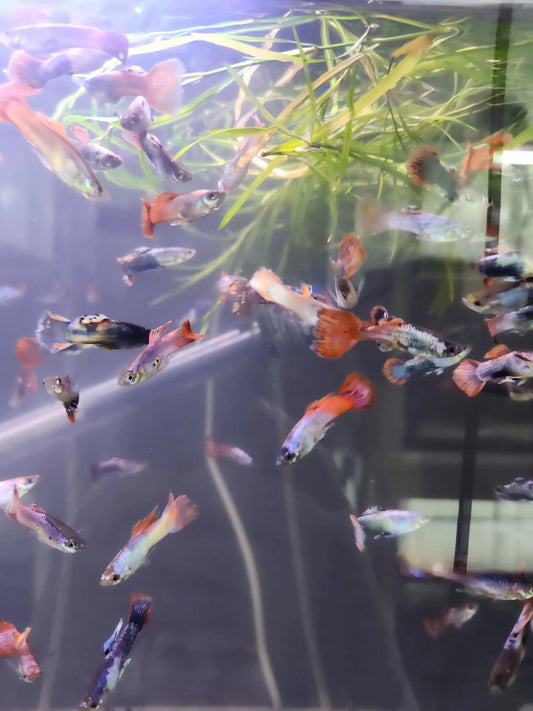 Purple Arctic Guppy (Male) Tropical Treasures Wyo LLC