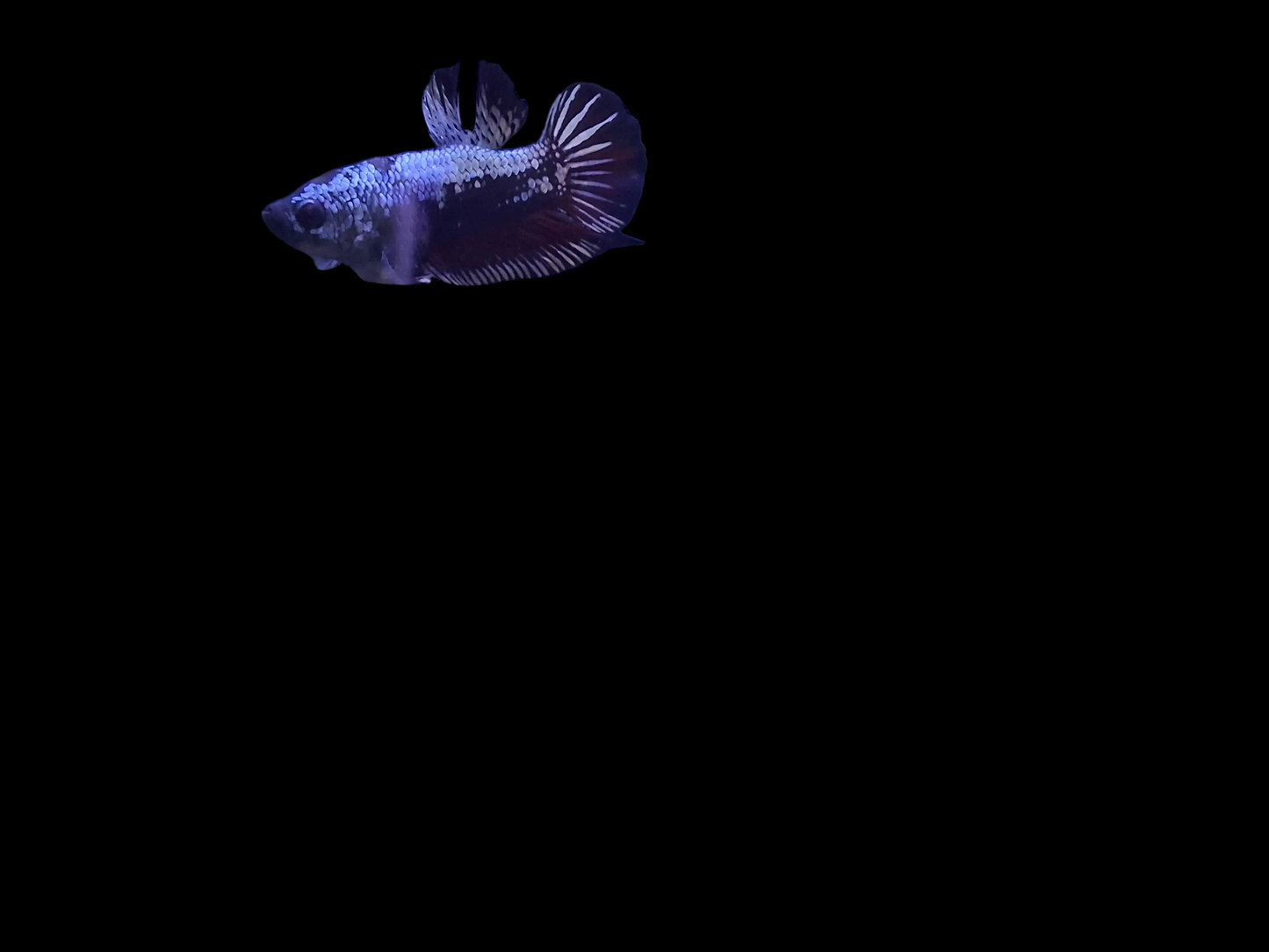 Male Plakat Black Samurai Betta (Betta splendens) bold short-finned Betta with metallic black and silver armor-like scales and deep red fins swimming in a freshwater aquarium