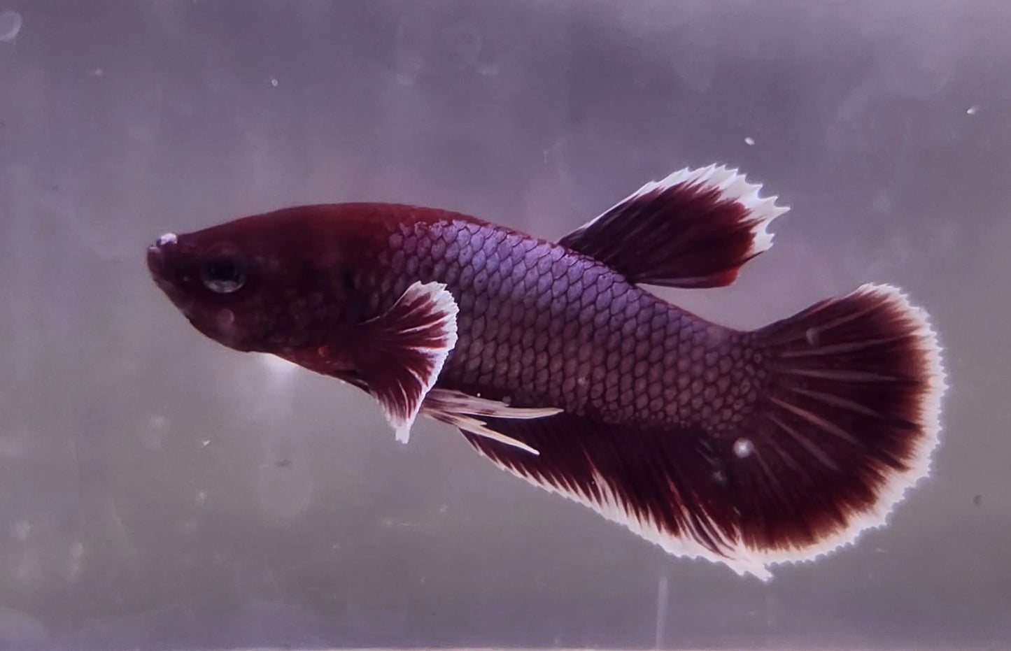 Lavender Dumbo Plakat Betta Male – Betta splendens with lavender body and oversized dumbo pectoral fins swimming in a freshwater planted aquarium.