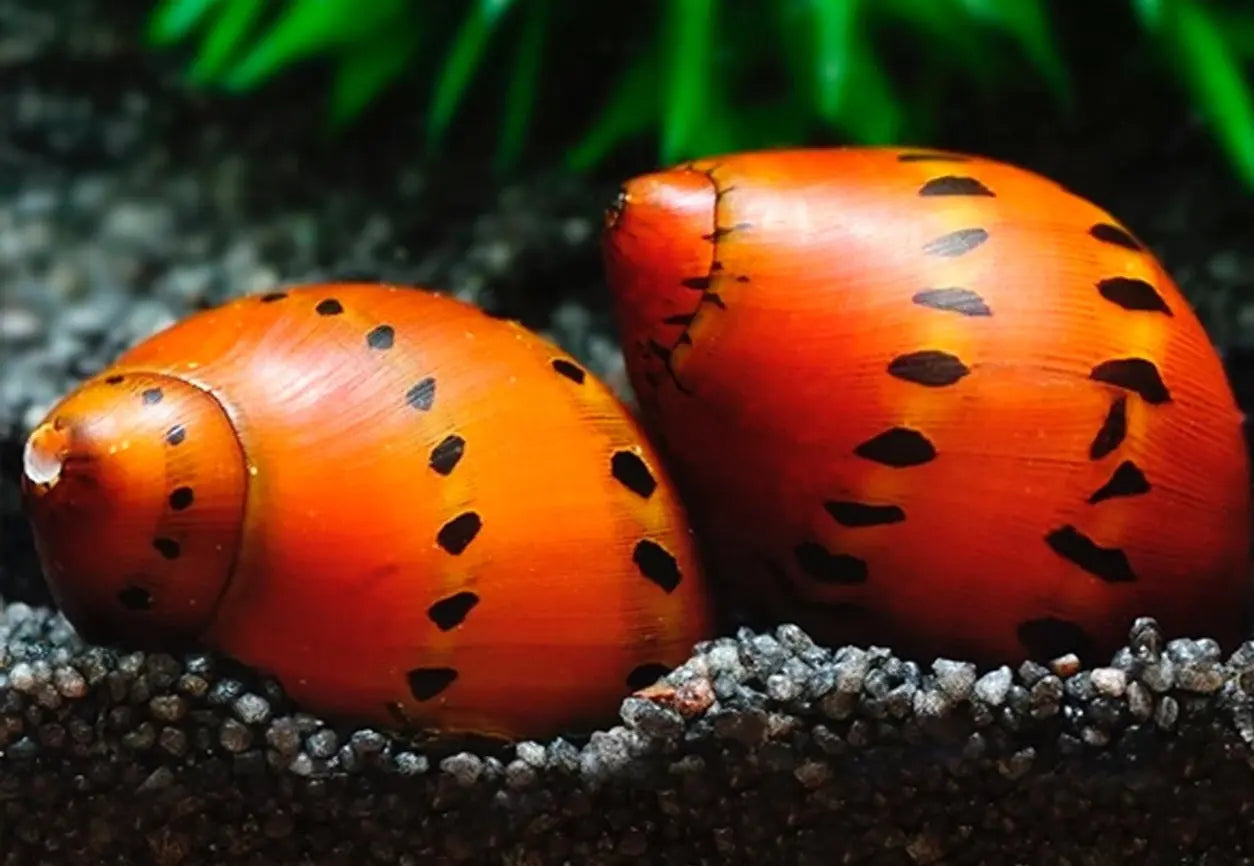 Red Spotted Nerite Snail β freshwater algae-eating snail with red-orange shell and dark spots, safe for planted aquariums.