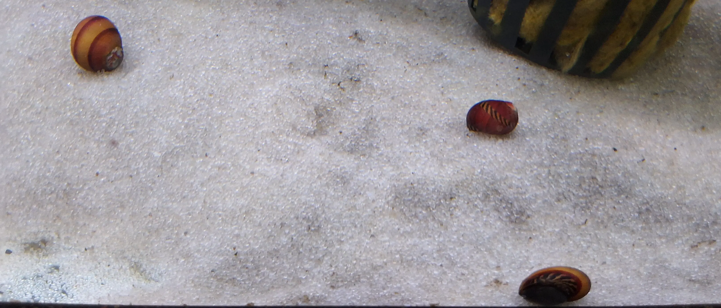Nerite Red Racer Snail (Vittina waigiensis) β striking red and black striped shell snail gliding on aquarium glass, natural algae control expert in freshwater tank