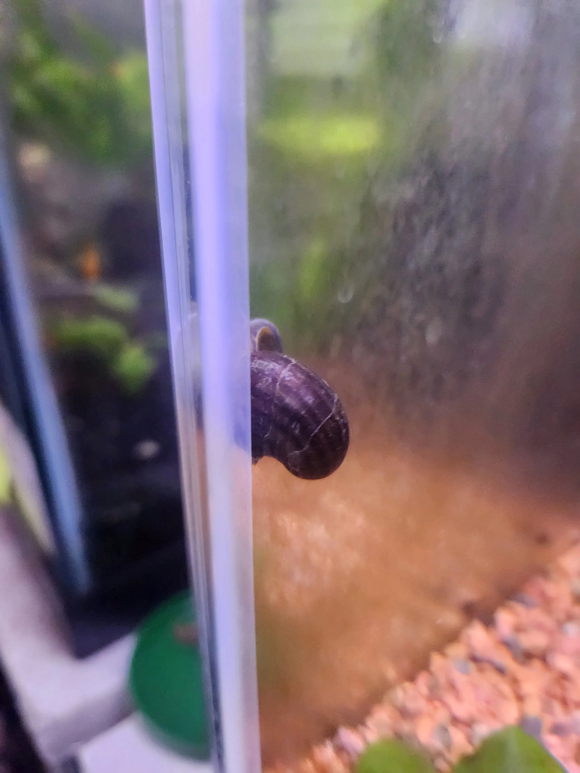 Black Mystery Snail (Pomacea bridgesii) – dark-shelled freshwater aquarium snail, peaceful algae eater for community tanks.