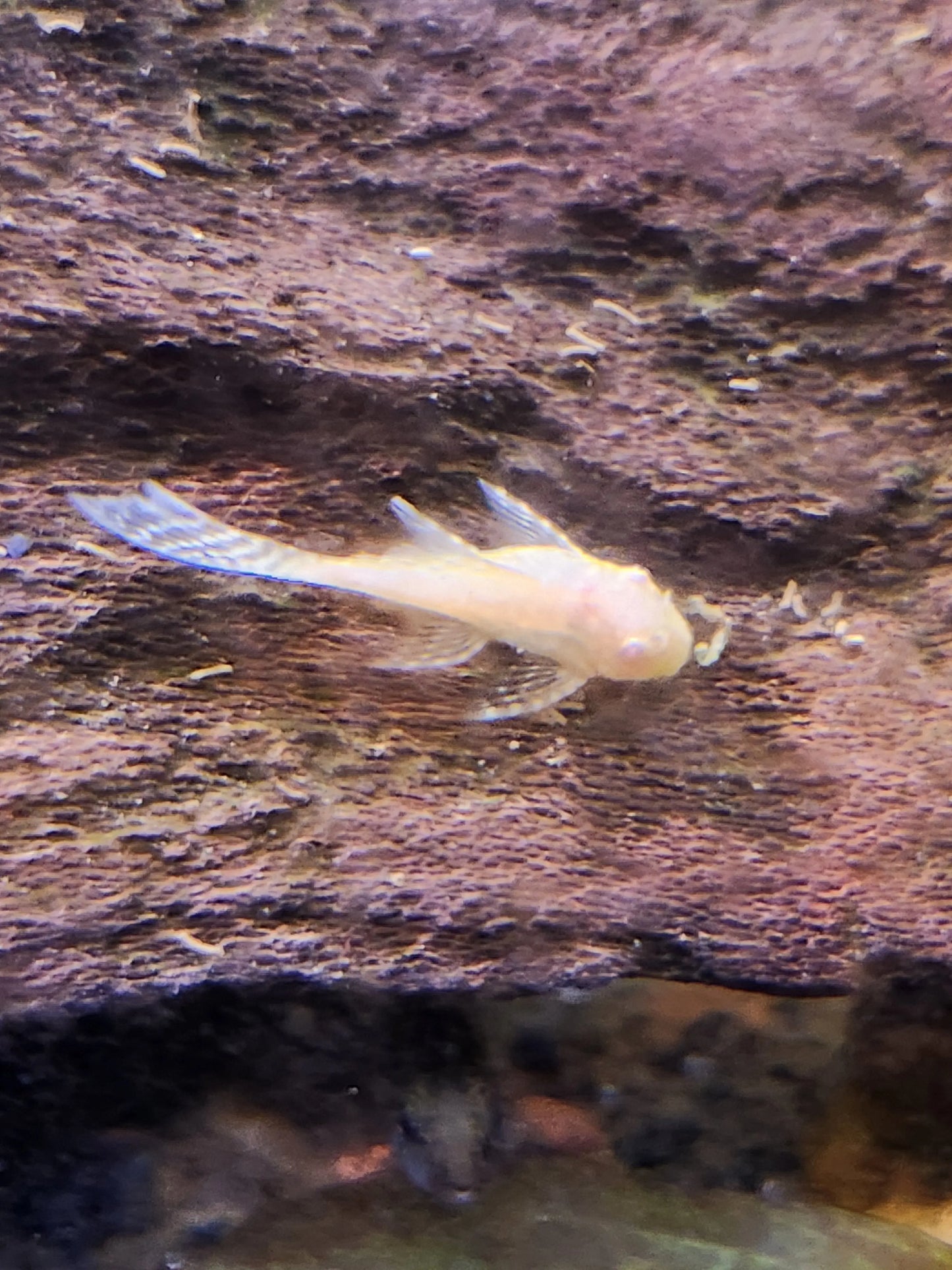 Albino Longfin Pleco – white and yellow bristlenose pleco with flowing fins, resting on driftwood in a planted aquarium.