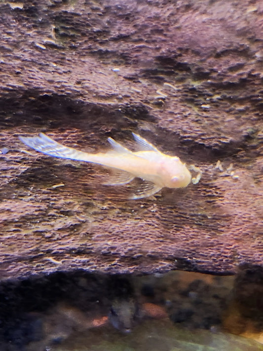 Albino Longfin Pleco – white and yellow bristlenose pleco with flowing fins, resting on driftwood in a planted aquarium.