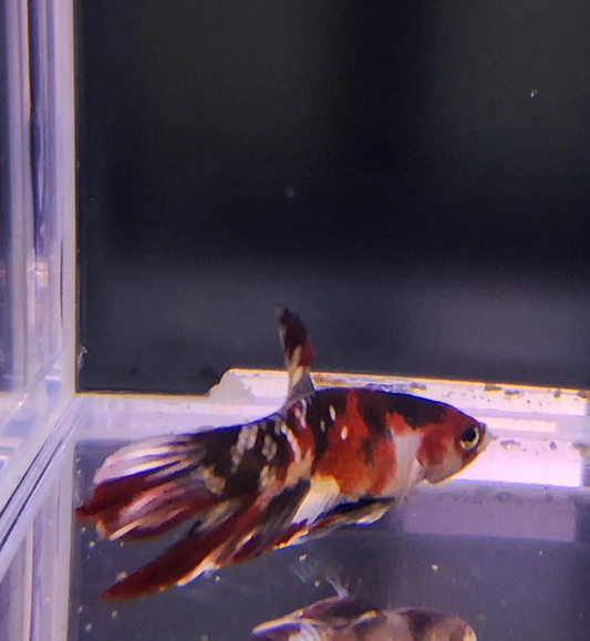 Male Nemo Betta (Betta splendens) – colorful Betta fish with vibrant orange, red, yellow, and blue marbled pattern and flowing fins swimming in a planted freshwater aquarium