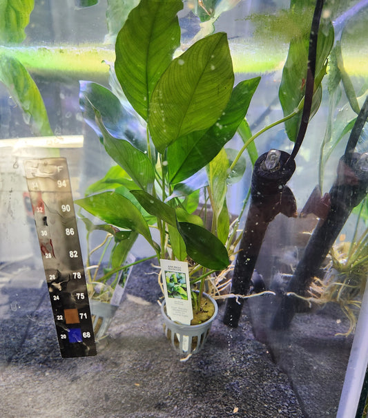 Anubias Nancon – Large freshwater aquarium plant with broad green leaves, attached to driftwood in a planted aquascape