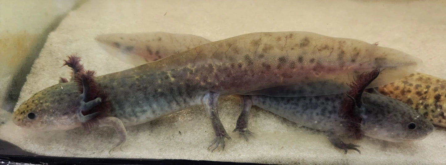 Black melanoid axolotl for sale with solid black coloration aquatic amphibian