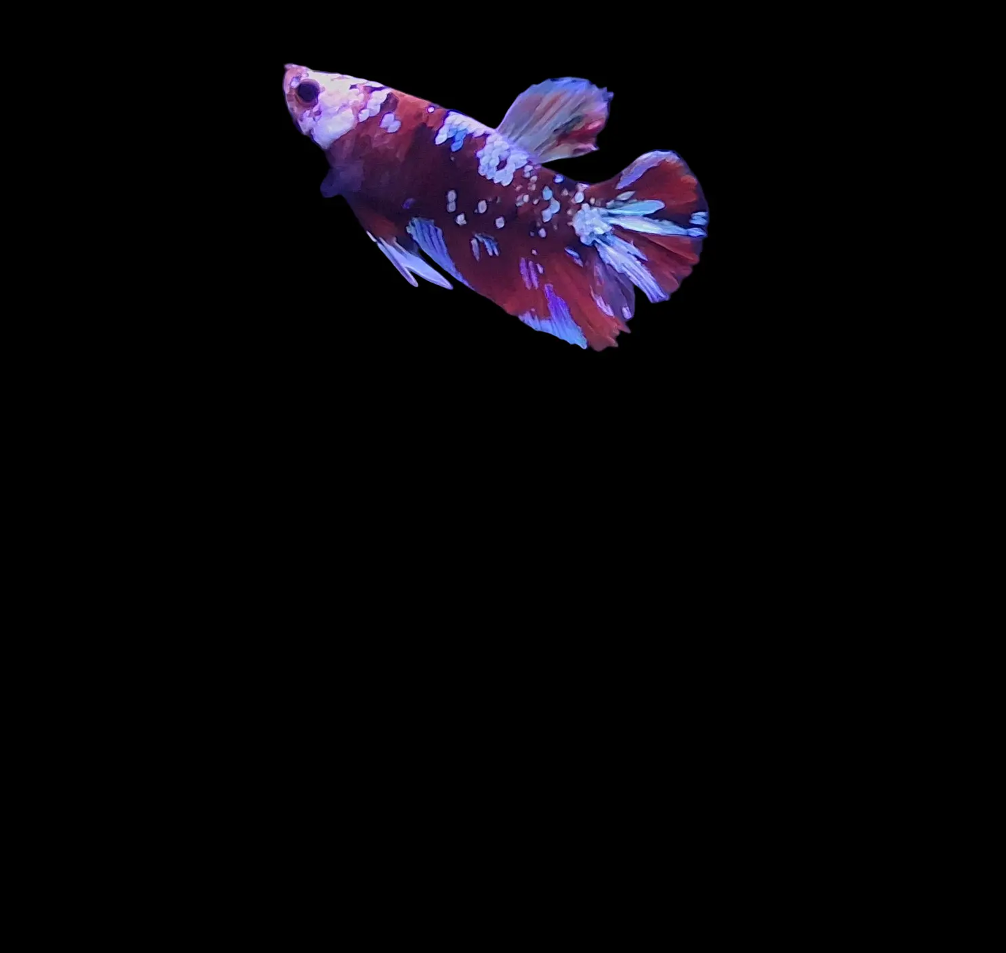 Male Plakat Koi Galaxy Betta (Betta splendens) β short-finned Betta with striking red, blue, white, and orange marbled galaxy pattern swimming in a planted freshwater aquarium, bold and colorful