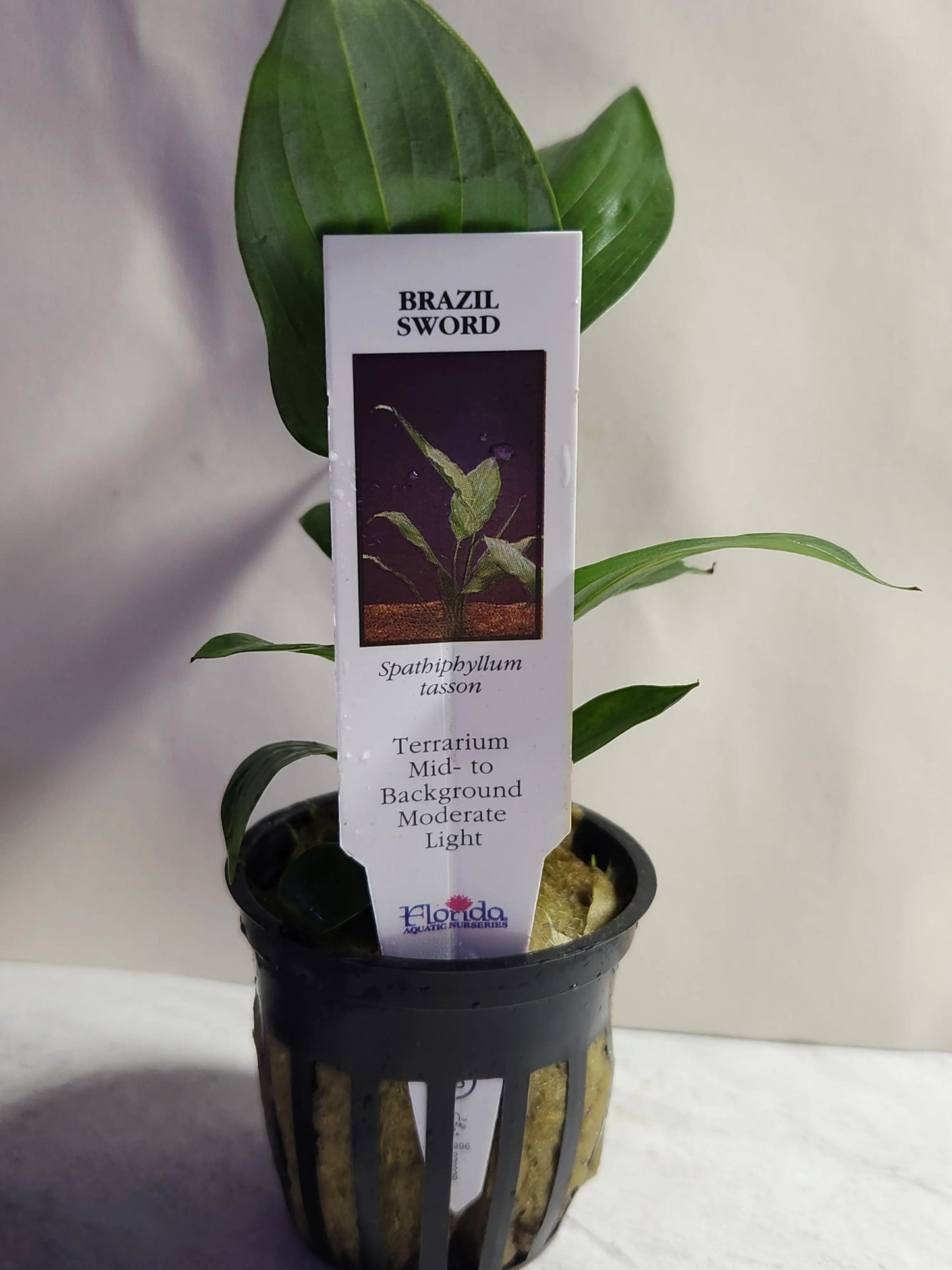 Brazil Sword Tropical Treasures Wyo