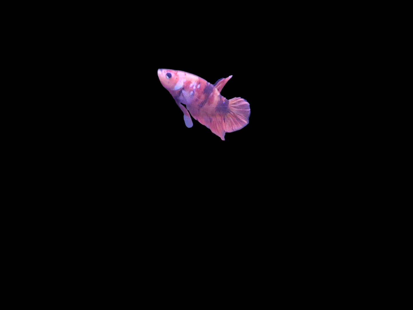 Male Plakat Candy Betta (Betta splendens) vibrant short-finned Betta with red, blue, and pink candy-like marbled colors displaying bold personality in a planted freshwater aquarium
