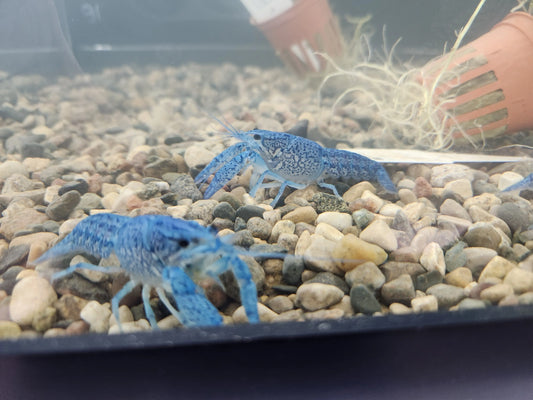 Electric Blue Crayfish exploring rocks and driftwood in freshwater tank