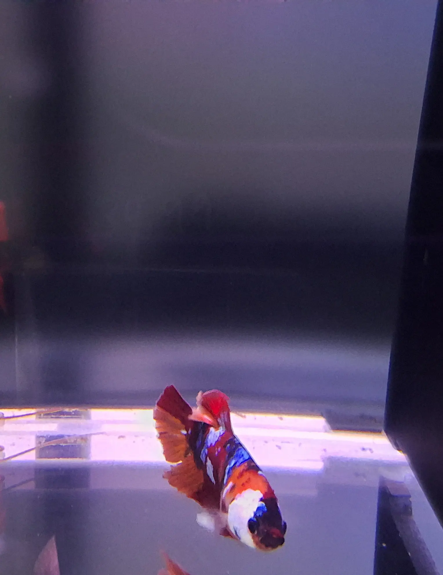 Male Plakat Koi Nemo Galaxy Betta (Betta splendens) β vibrant short-finned Betta with orange, red, blue, and white marbled galaxy pattern swimming in a planted freshwater aquarium