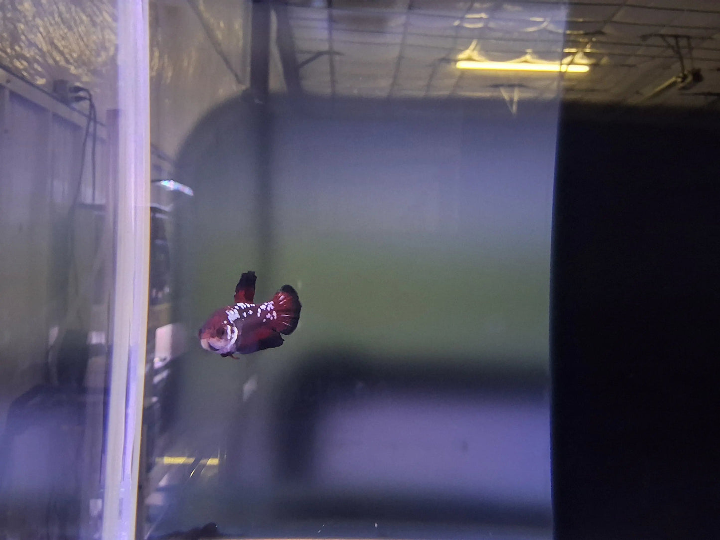 Male Plakat Black Vampire Betta (Betta splendens) dark short-finned Betta with deep black body, red accents, and metallic sheen swimming in a planted freshwater aquarium