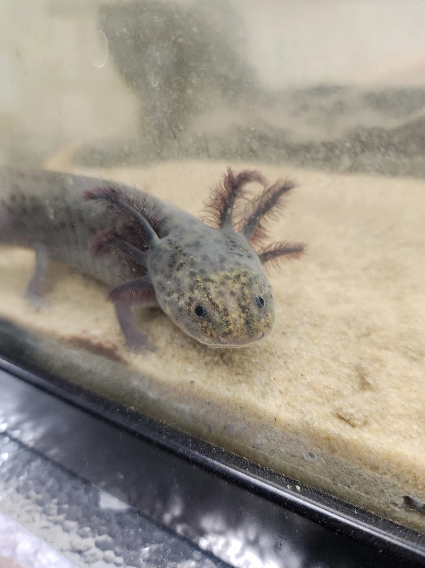 Silver Dalmatian Axolotl – light silver axolotl with black dalmatian spots resting on sand in a freshwater aquarium