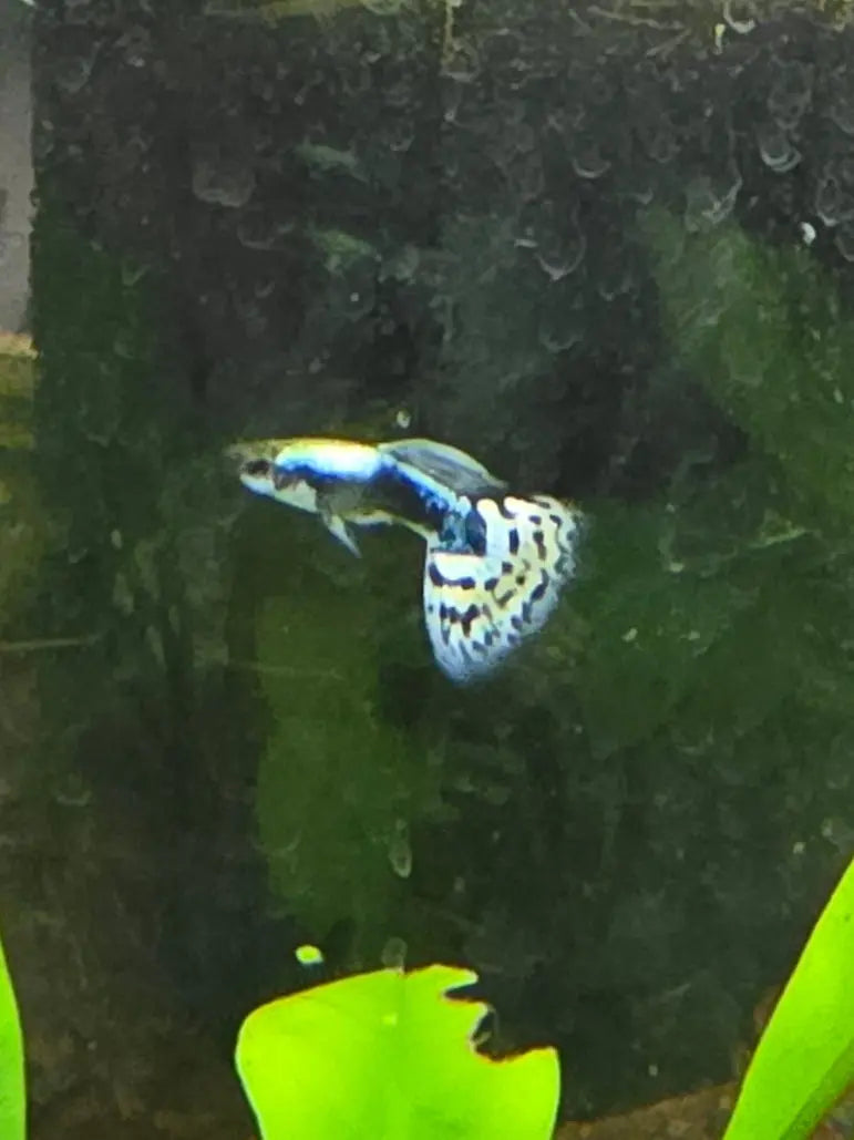 Elephant Ear Blue male guppy with metallic blue body and white spotted tail swimming in a planted aquarium