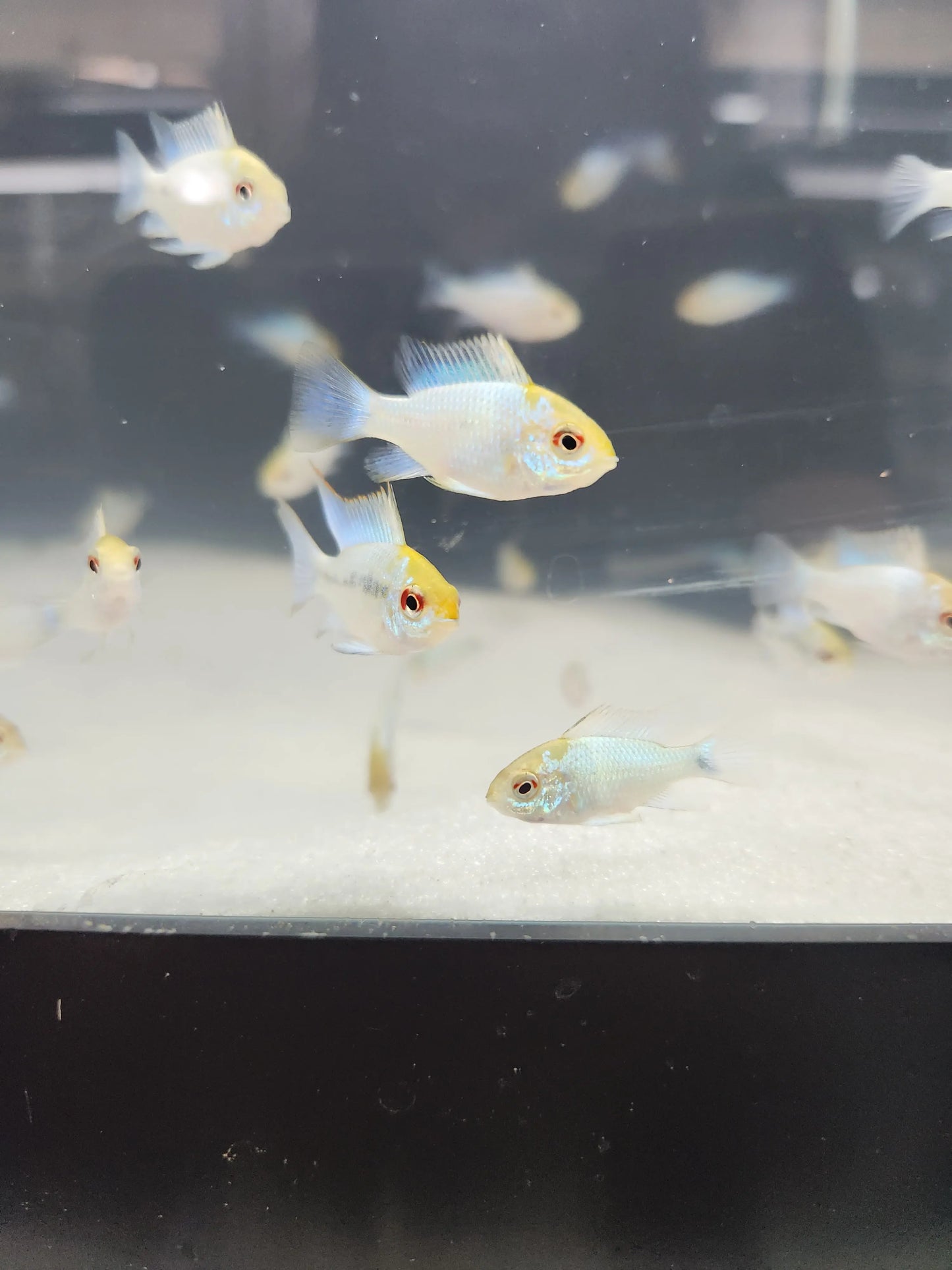 Gold Head Electric Blue Ram dwarf cichlid with neon-blue body and golden head