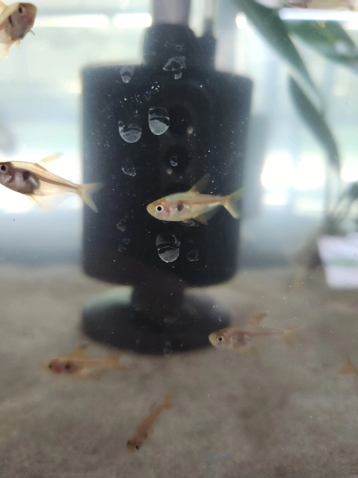 Peaceful Black Phantom Tetra shoaling in community tank