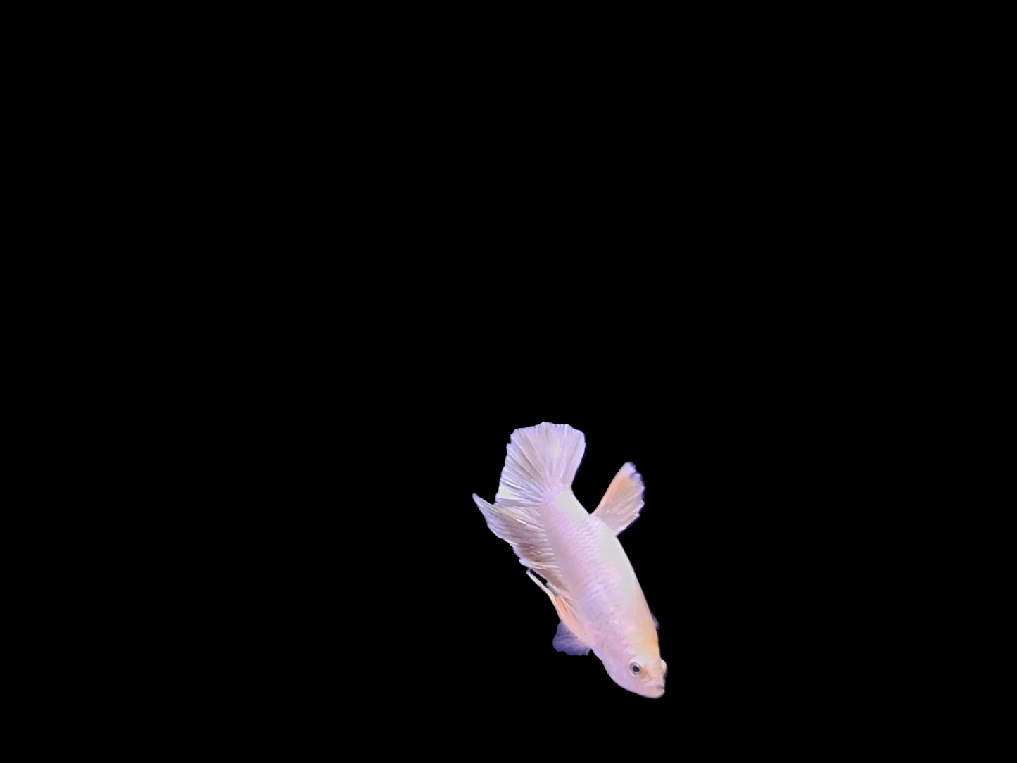 Male 24K Gold Betta (Betta splendens) – stunning metallic gold Betta fish with full flowing fins and bright golden scales swimming in a freshwater aquarium