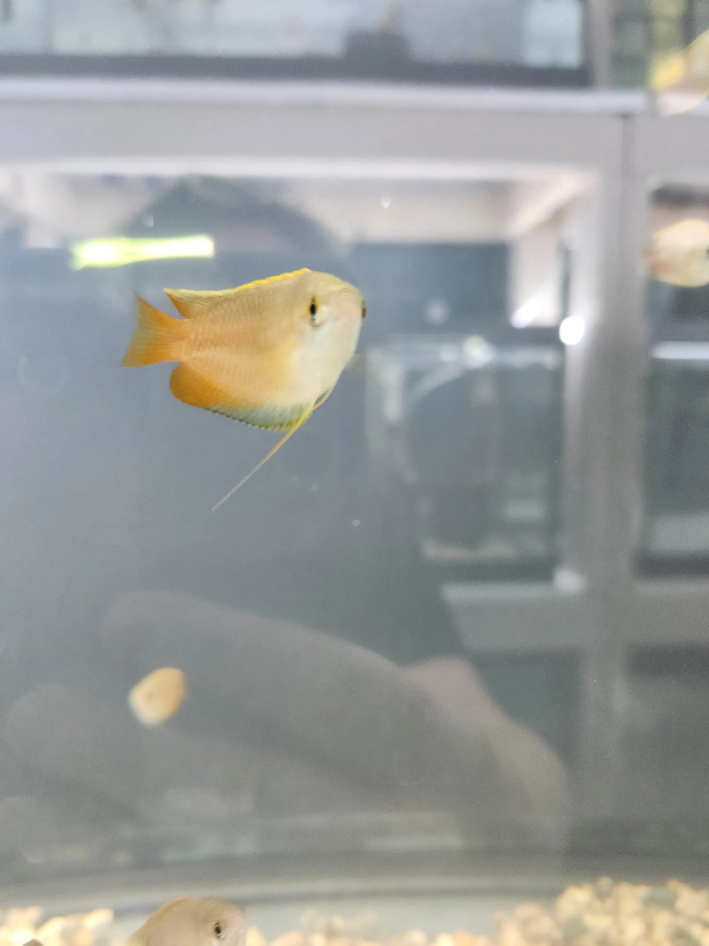 Honey Dwarf Gourami Tropical Treasures Wyo