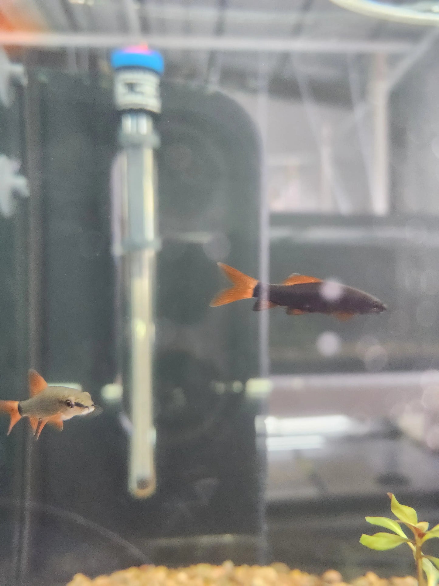 Close-up of Rainbow Shark with vivid red fins in aquarium