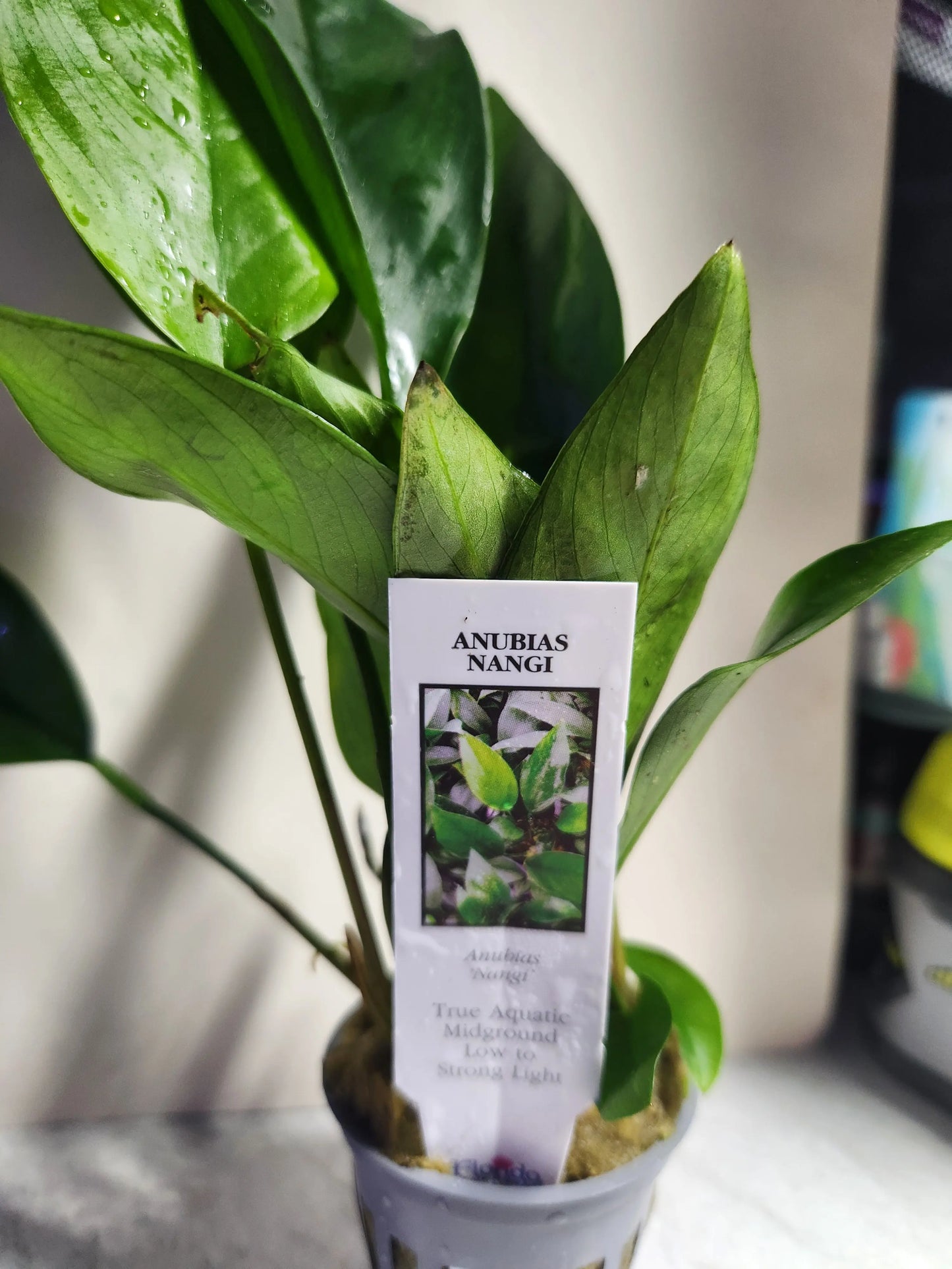Anubias Nangi Tropical Treasures Wyo