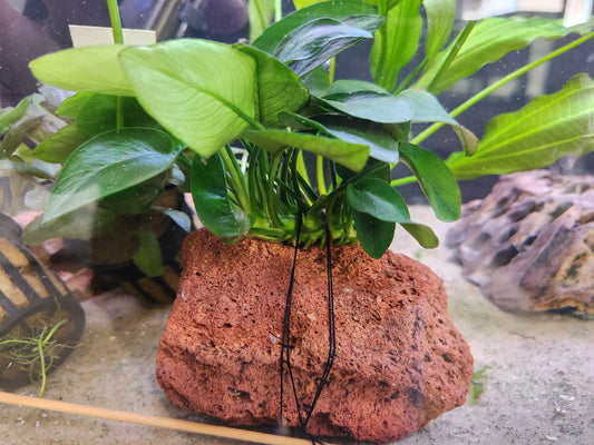 Anubias Barteri nana aquarium plant attached to natural lava rock