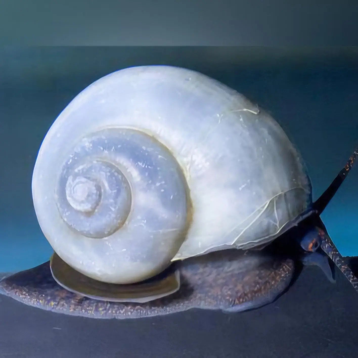 Blue Mystery Snail (Pomacea bridgesii) – freshwater aquarium snail with blue-gray shell
