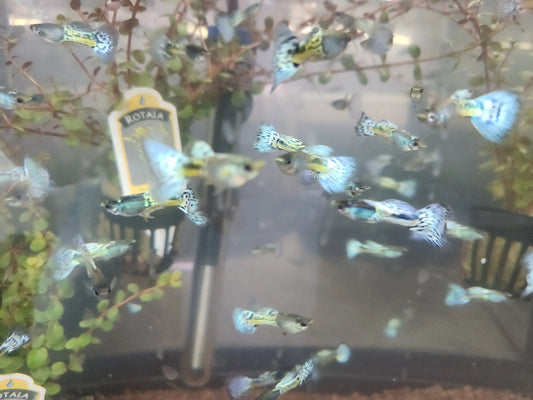 Blue Glass Guppy (Poecilia reticulata) – shimmering blue freshwater guppy with translucent fins swimming in a planted aquarium.
