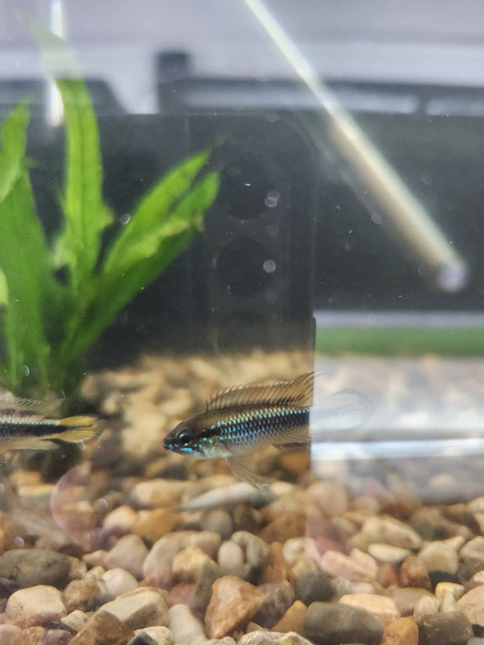Apistogramma agassizii Tropical Treasures Wyo