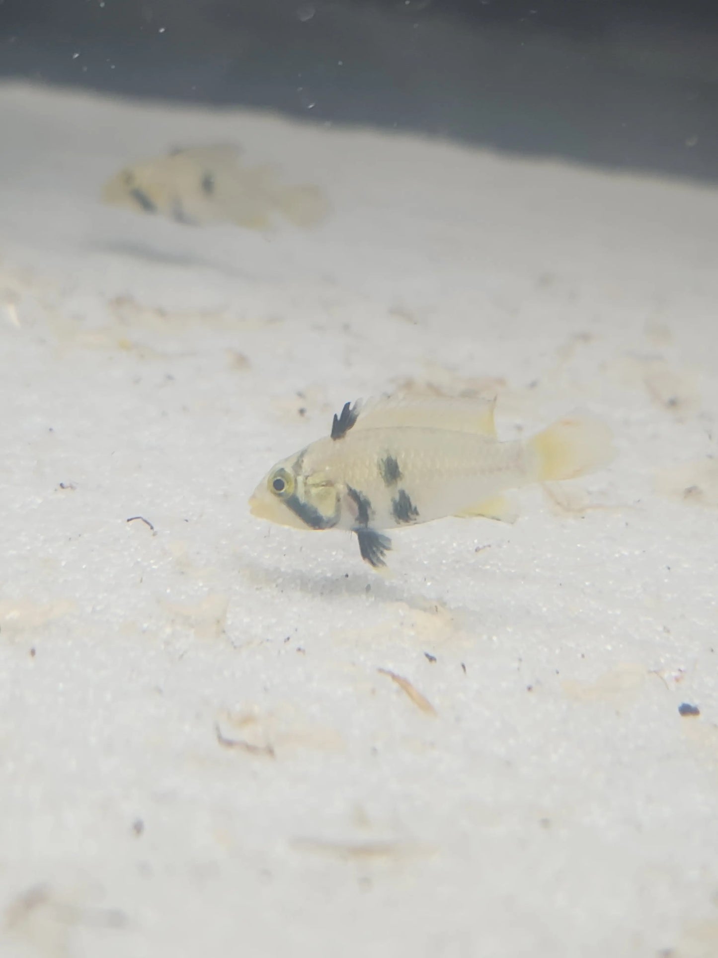 Pandurini Apistogramma dwarf cichlid with blue body and yellow fins
