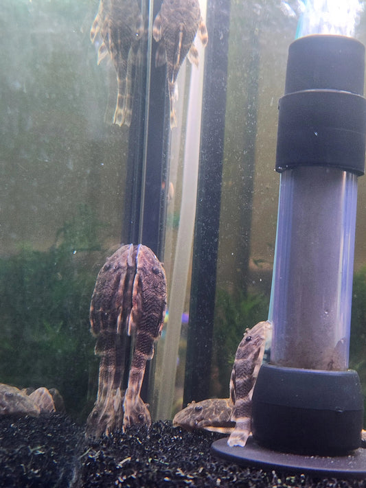 Clown Striped Pleco (Peckoltia vittata, L103) – small brown and cream striped pleco resting on driftwood in a freshwater aquarium
