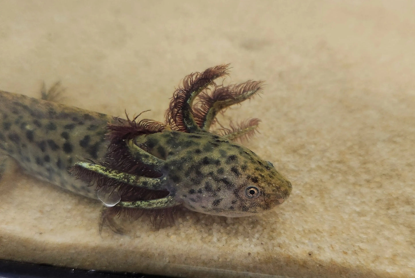 Native wild-type axolotl – mottled brown and olive aquatic salamander with speckled pattern and feathery gills swimming in a cold-water aquarium