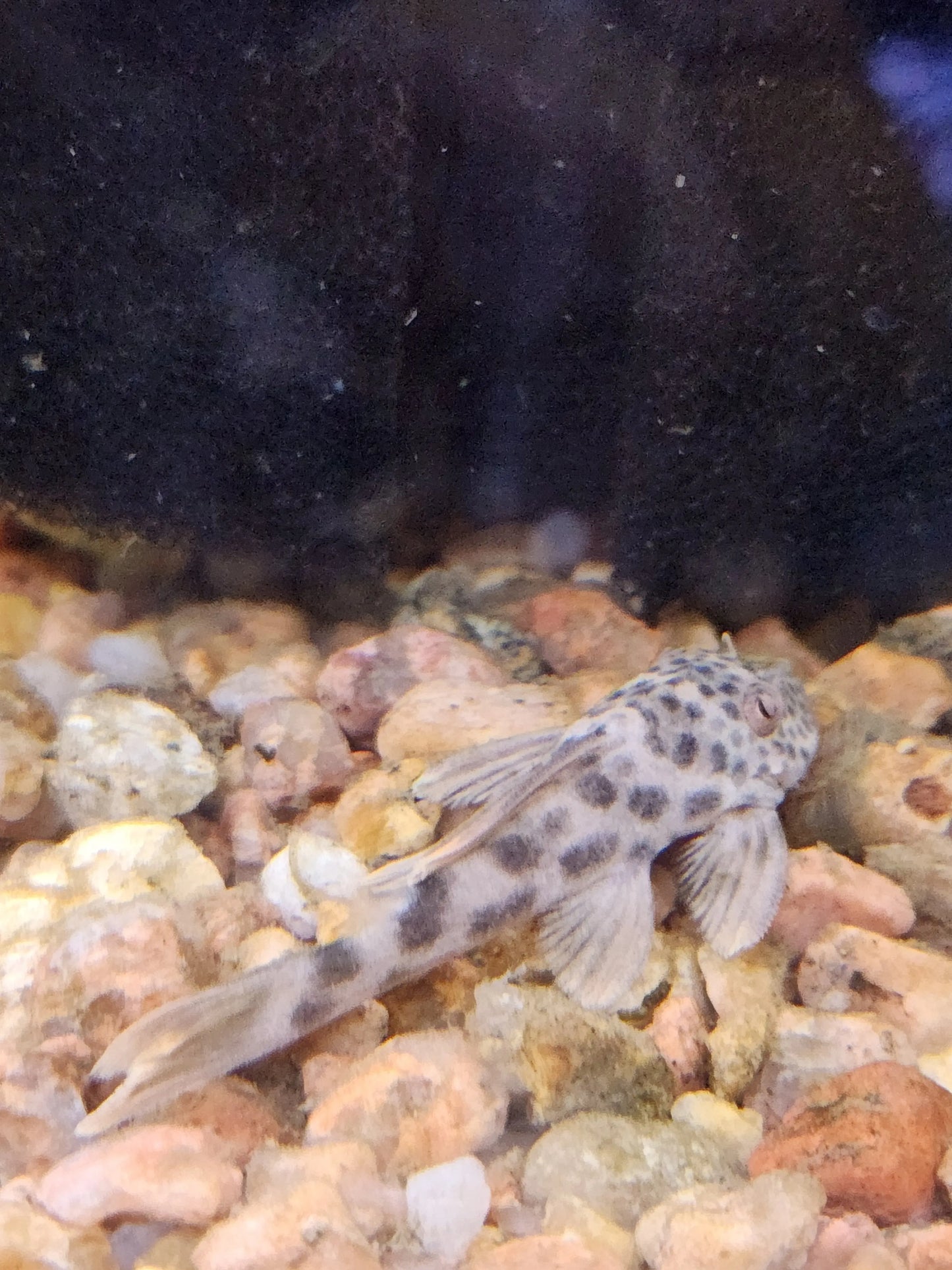 Ancistomus feldbergae pleco displaying distinctive pale spotting while resting on driftwood in a freshwater aquarium