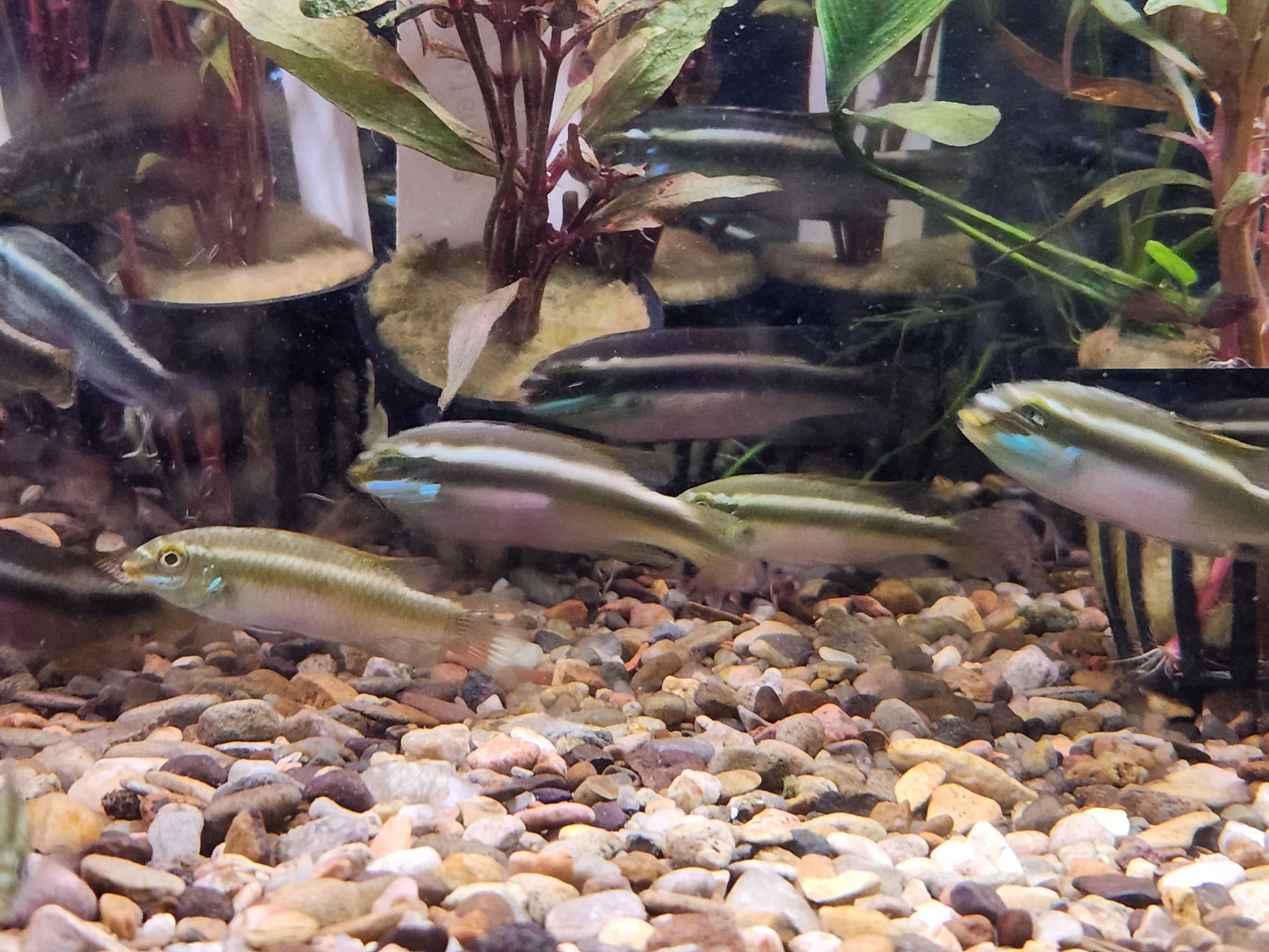 Dwarf African Cichlid – Pelvicachromis pulcher “Red” Sacrimontis variant