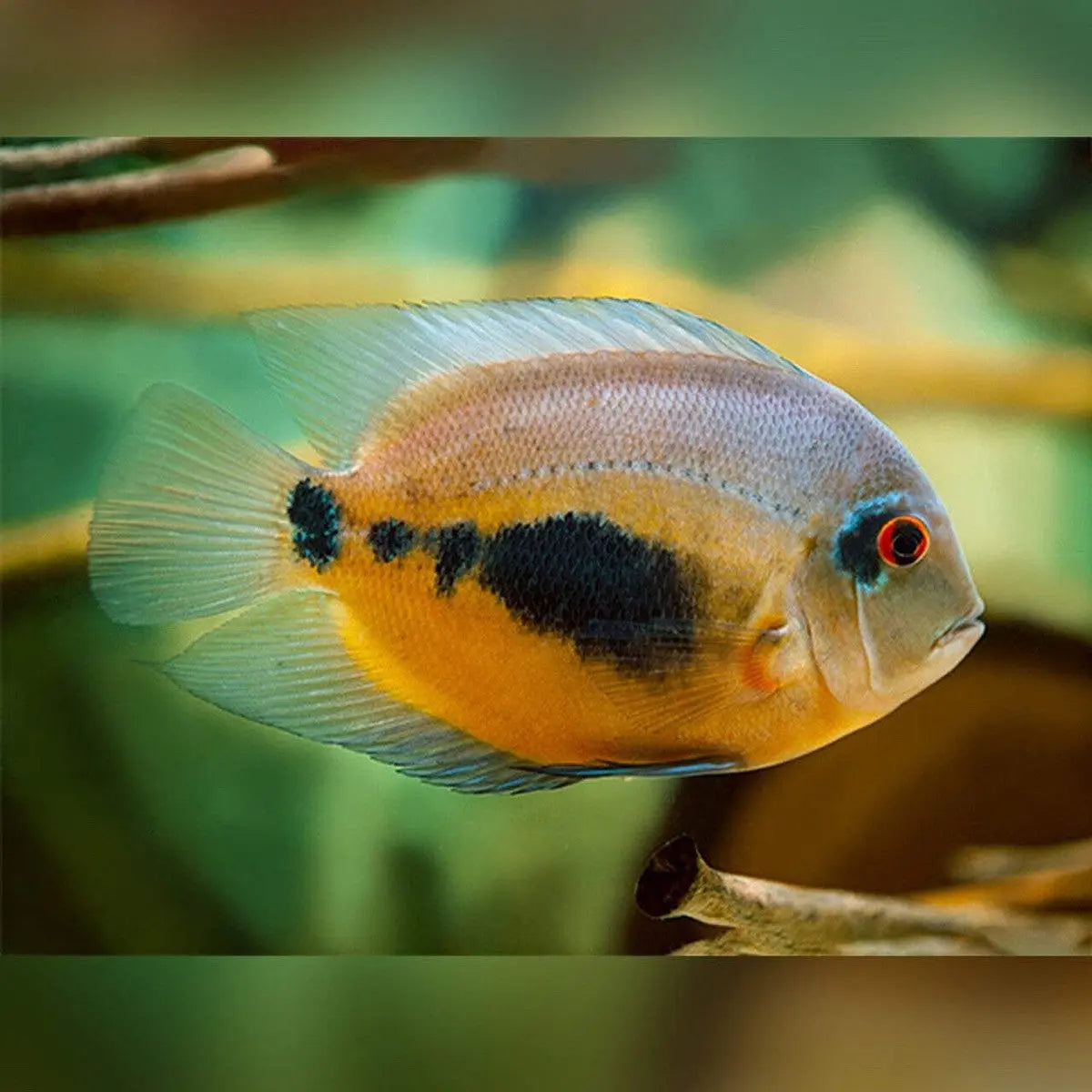 Uaru Cichlid, a tan and orange South American cichlid with a dark side patch, swimming in a planted aquarium