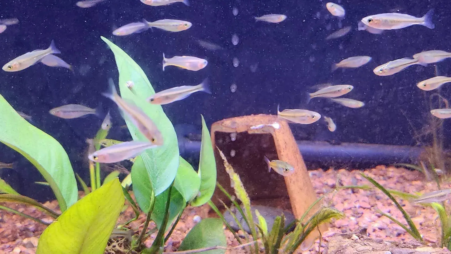 Boesemani Rainbowfish (Melanotaenia boesemani) – colorful freshwater aquarium fish with blue front and orange rear half, schooling in a planted tank.