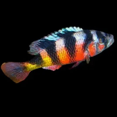 Zebra Obliquidens Cichlid (Astatotilapia latifasciata)