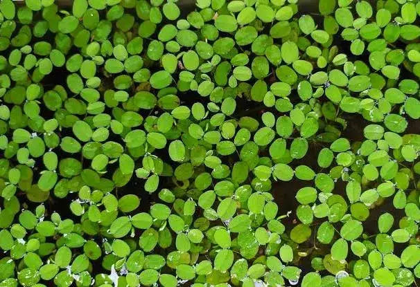 Salvinia Minima Tropical Treasures Wyo
