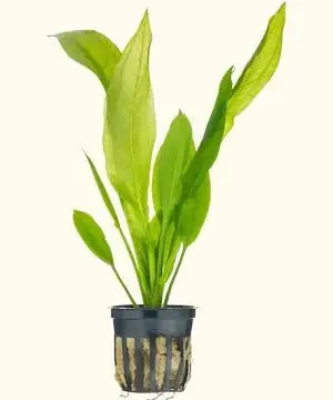 Echinodorus amazonicus (Amazon Sword) Classic Amazon Sword • Large Background Plant • Freshwater Aquarium Staple