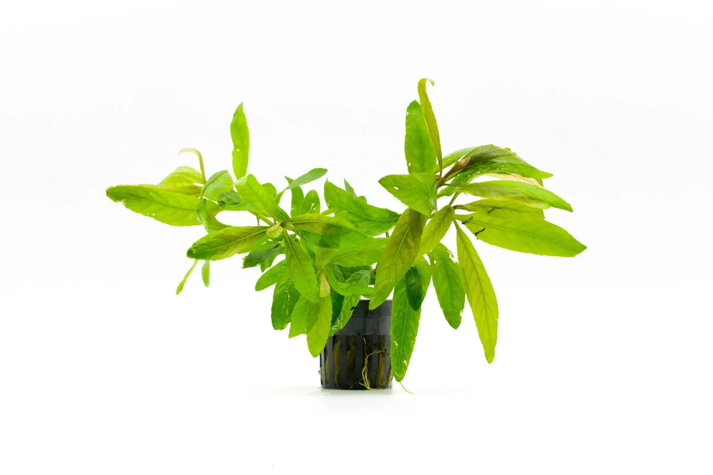 Staurogyne bihar aquarium plant with broad textured green leaves