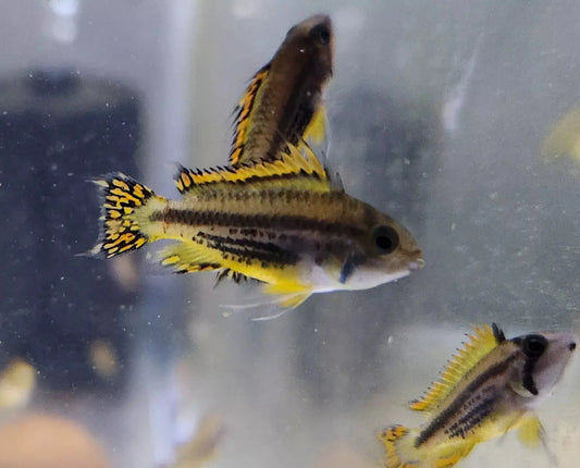 Triple Red Cockatoo Dwarf Cichlid (Apistogramma cacatuoides) – vibrant red-finned dwarf cichlid swimming in a planted freshwater aquarium.