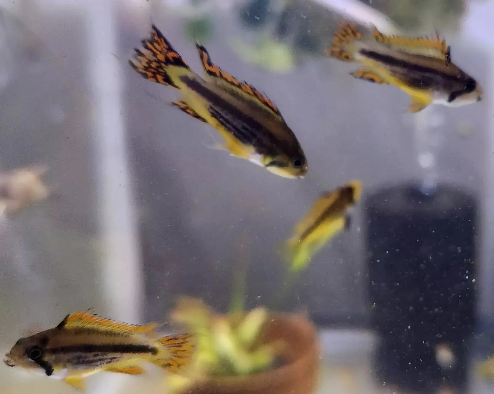 Triple Red Cockatoo Dwarf Cichlid (Apistogramma cacatuoides) – vibrant red-finned dwarf cichlid swimming in a planted freshwater aquarium.