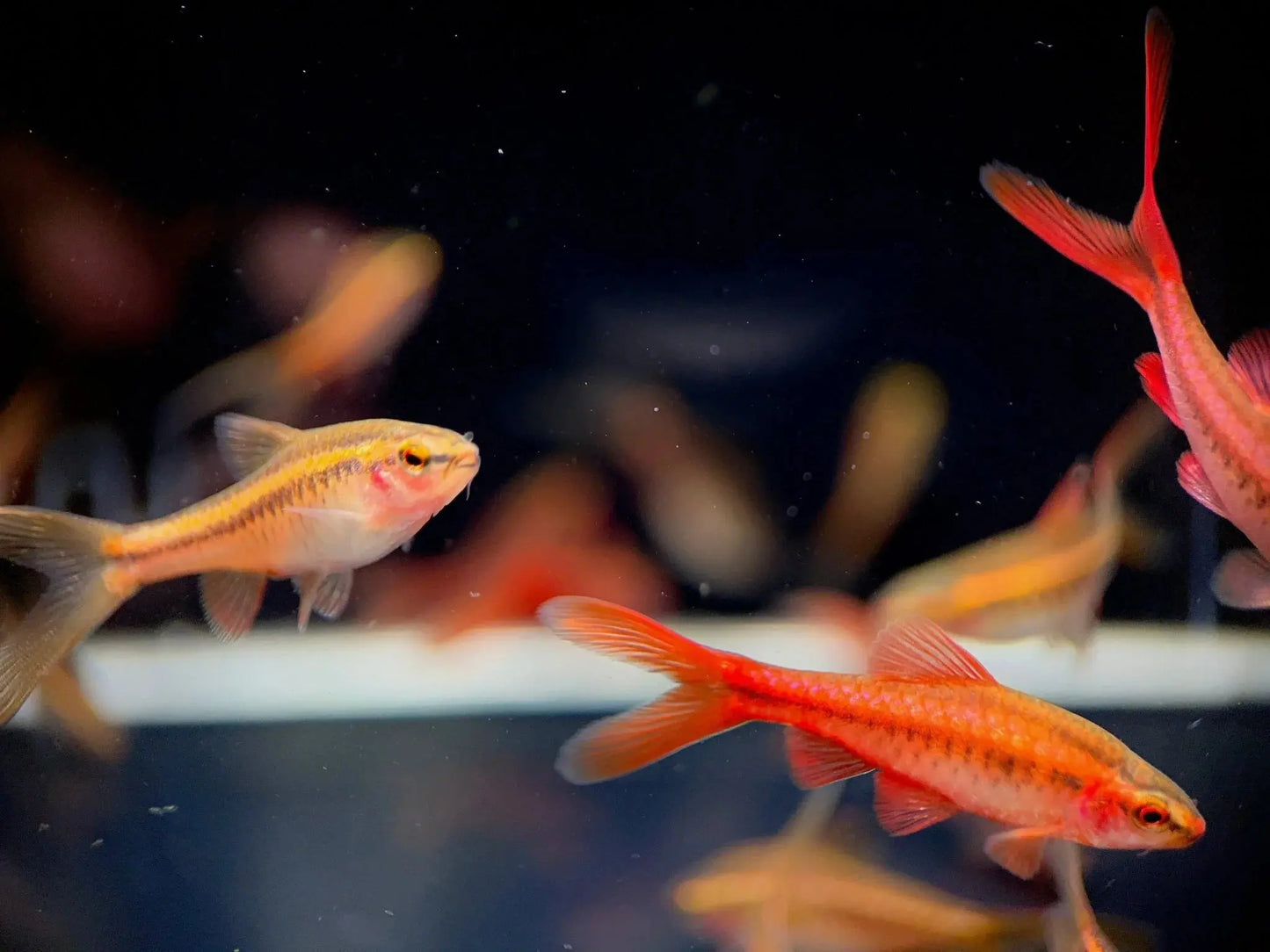 Longfin Cherry Barb (Puntius titteya) – peaceful schooling freshwater aquarium fish with elongated fins and vibrant red coloration.