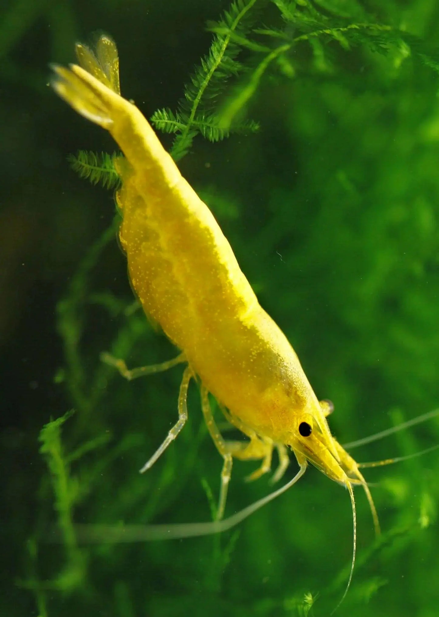 Yellow 24K Goldenback Shrimp with bright yellow body and golden stripe