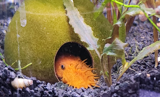 Super Red Bristlenose Pleco – bright orange-red algae-eating catfish resting on driftwood in a freshwater aquarium.