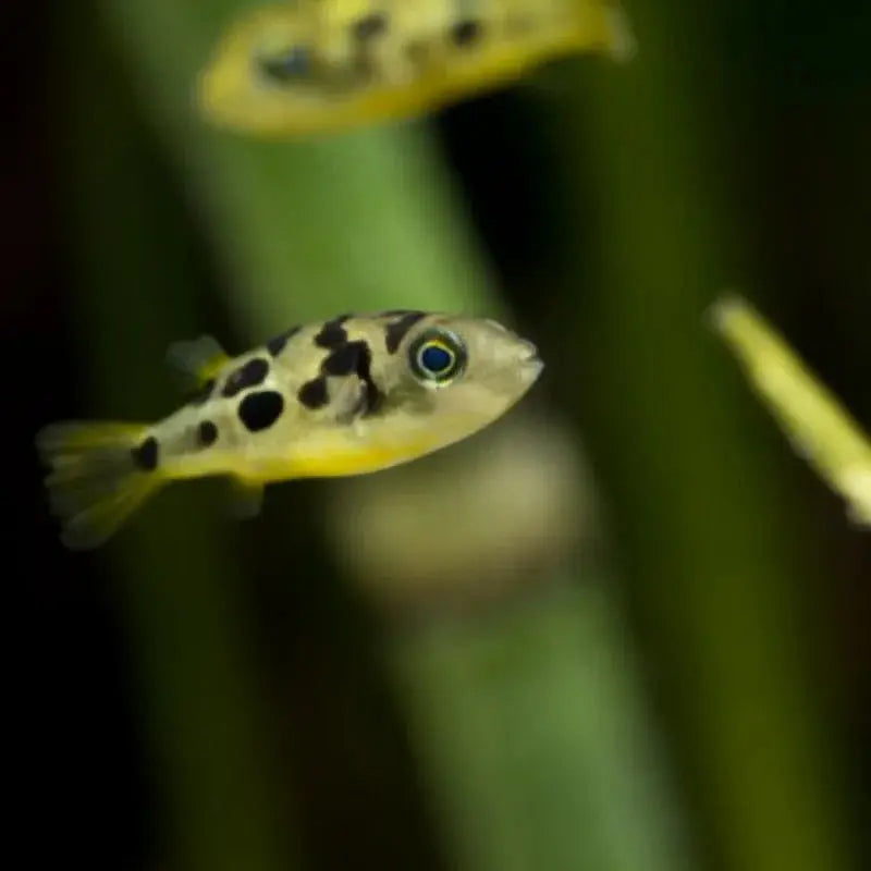 Pea Puffer (Carinotetraodon travancoricus) – tiny freshwater pufferfish swimming in a planted aquarium.