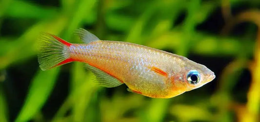 Ricefish swimming in a planted freshwater aquarium – small, peaceful schooling fish with subtle iridescent colors.