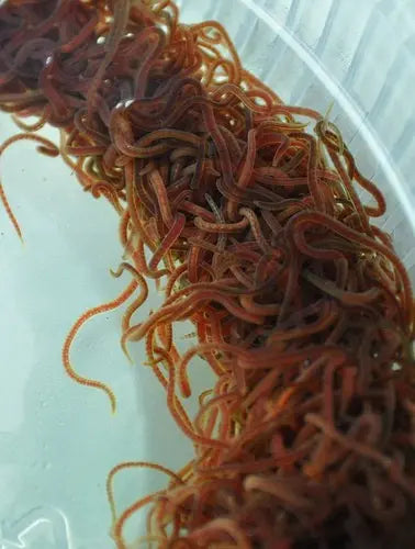 Live blackworms (Lumbriculus variegatus) in shallow water – high-protein live food for freshwater aquarium fish.