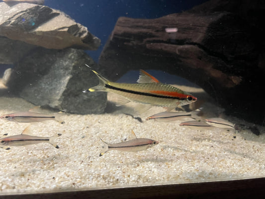 Roseline Shark (Sahyadria denisonii) – colorful freshwater fish with black stripe and red markings swimming in a planted aquarium.