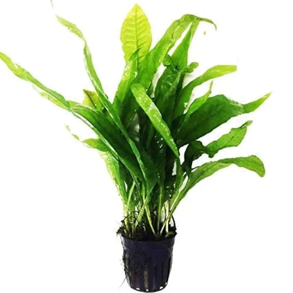 Java Fern (Microsorum pteropus) – hardy freshwater aquarium plant with long green leaves attached to driftwood.